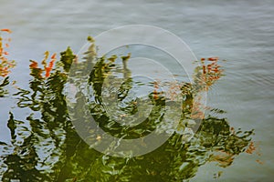 Water ripple circle on the surface of lake water with reflection of tree green leaf at sunset or evenig time.