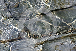 Water ripple patterns in shallow stream