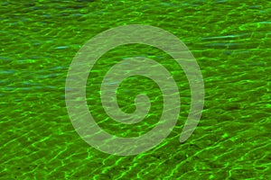 Water ripple texture background. Wavy water surface. Reflections from the green coastal vegetation reflected in the water