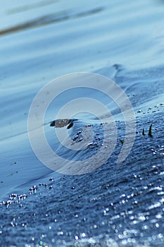 Water ripples on a lake