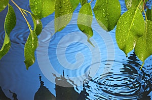 Water Ripples Leaves Rain Background