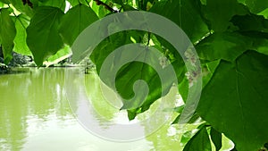 Water ripples reflect light onto green leaves. Sunlight twinkling on  tree foliage