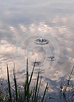 Water ripples and water splash on natural pond water surface.