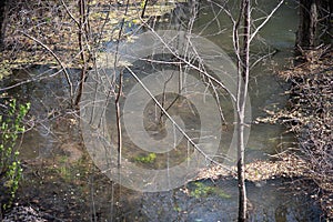 the water of the river overflowed the nearest grove with trees