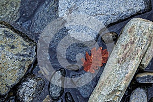 Water, river rocks with red leaf