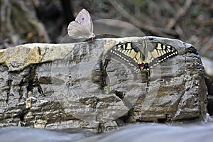 Water rocks and butterfly