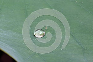 Water rolling on lotus leaves. The leaves float on top of the wa