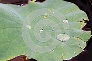 Water rolling on lotus leaves. The leaves float on top of the water surface.