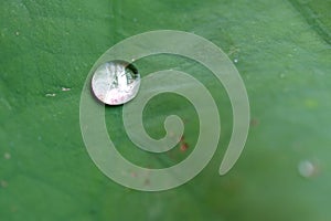 Water rolling on lotus leaves. The leaves float on top of the water surface.