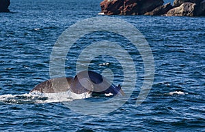 Water rolling off whale tail