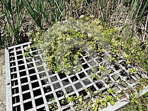 Water run off with honey suckle flowers