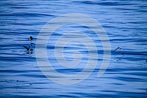 Water runners - Wilson`s Storm-Petrel birds