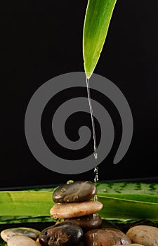 Water Running Down a Leaf