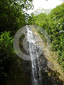 Water runs down Manoa Falls waterfall photo