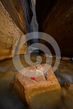 Water Rushes Around Rock and Leaf