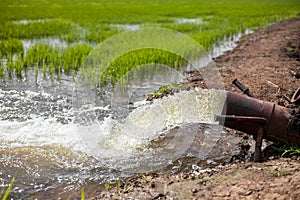 Water rushes violently from a steel pipe into the green rice fields