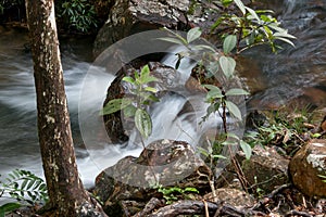 Water Rushing Down a Stream in Savannas of Brazil