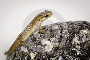 Water Salamander