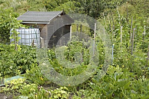 Water salvage device in a garden