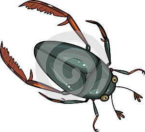Water scavenger beetle