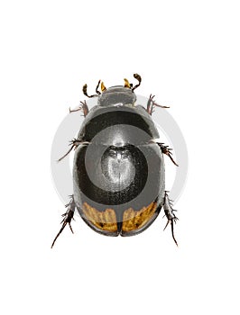 Water Scavenger Beetle on white Background