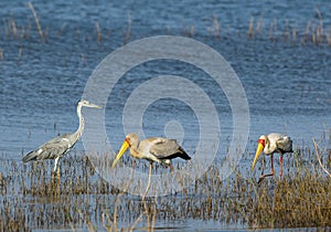 Water scene with african grey heron and yellow-billed storks wading