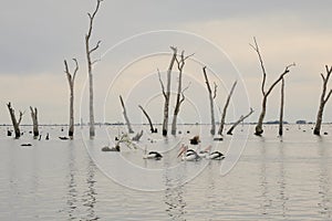 Water scene with pelicans and dead tree stumps. Kow Swamp, Victoria Australia