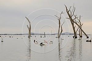 Water scene with pelicans and dead tree stumps. Kow Swamp, Victoria Australia