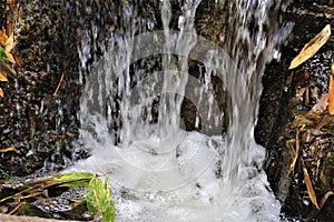 Water scenery at the Phoenix Zoo, Arizona Center for Nature Conservation, Phoenix, Arizona, United States