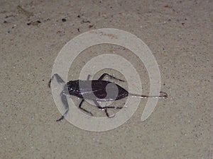 Water scorpion Nepa cinerea.