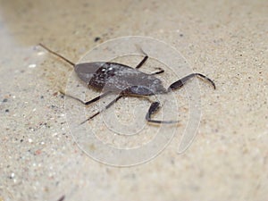 Water scorpion Nepa cinerea.