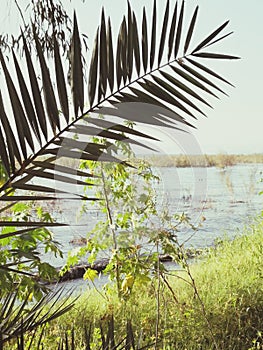 Water of the Sea of galilee behind a palm tree blanch