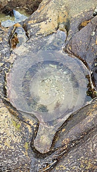 Water sea Rock Pool sealife fish coral