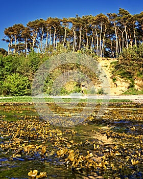 Water with seaweed and Baltic Sea cliff view with trees