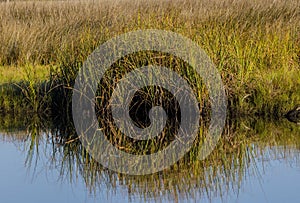 Water Sedge At Water\'s Edge