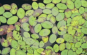 Water Shield floating on dark tannin water of Okefenokee Swamp National Wildlife Refuge, Georgia