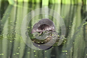 Water shrew, Neomys fodiens