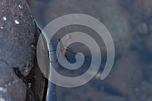 Water skimmer bug sitting on top of water over boulders