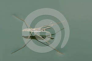 Water skipper