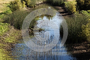 Water Slough With Reeds And Birds Northern California