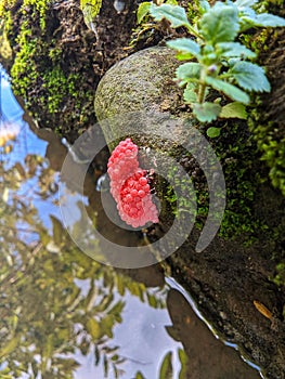 Water snail eggs attached to rocks