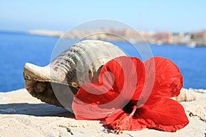 Water snail shell and red hibiscus flower Greece