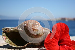 Water snail shell and red hibiscus flower Greece