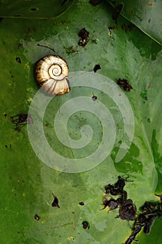 Water snail on waterlily