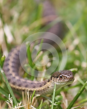 Water Snake