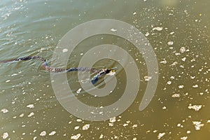 Water snake