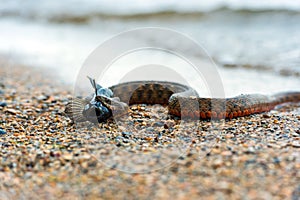 Water snake