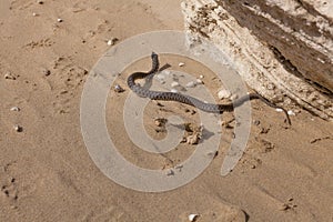 Water snake crawls on the sand. water snake crawls on the sand