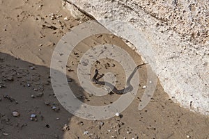 Water snake crawls on the sand. water snake crawls on the sand