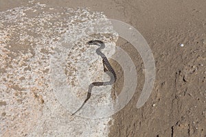 Water snake crawls on the sand. water snake crawls on the sand